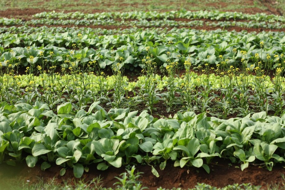 KEBUN SAYUR